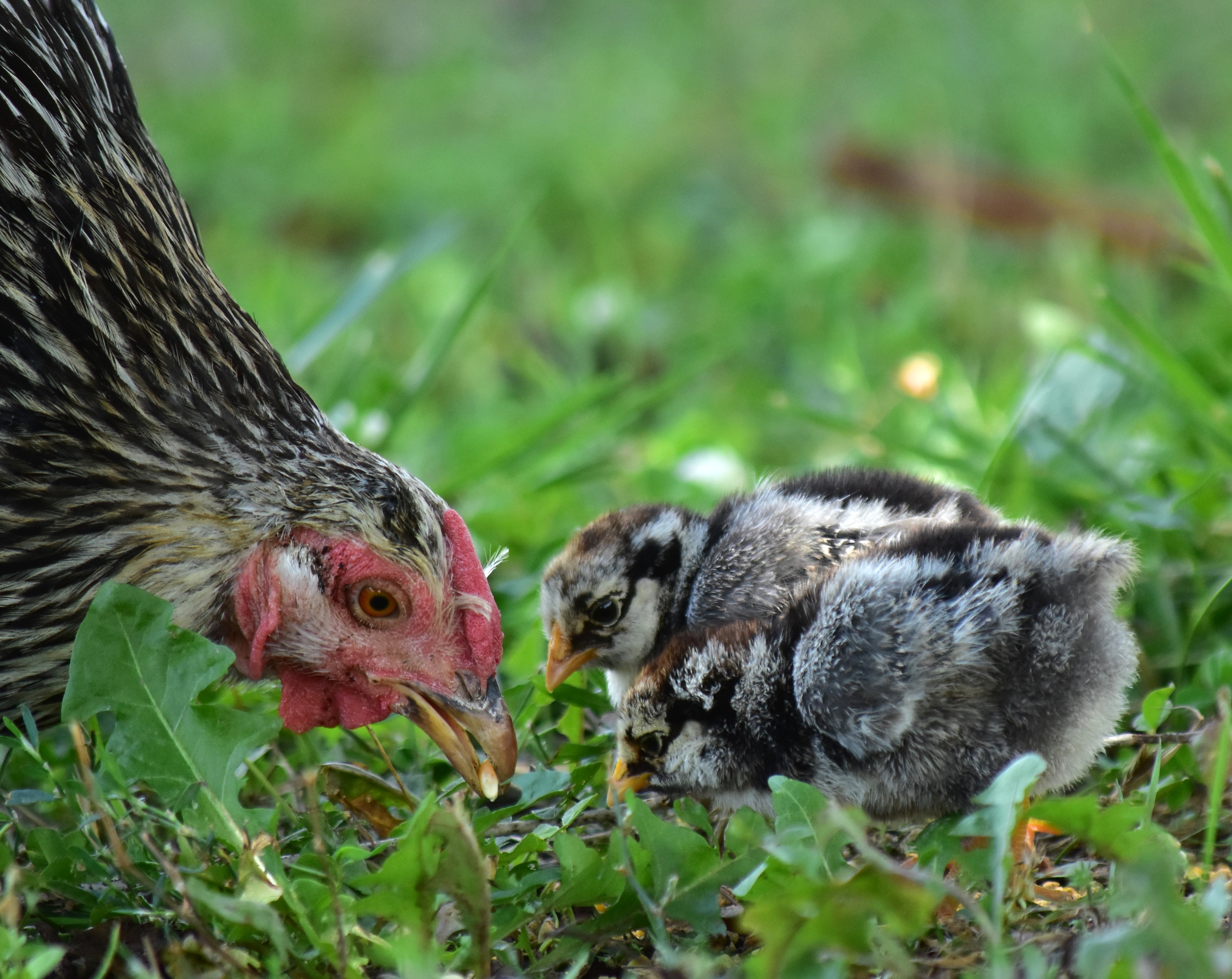 Hen and chicks on the ranch